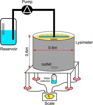 Amorphous Silica Controls Water Storage Capacity and Phosphorus Mobility in Soils